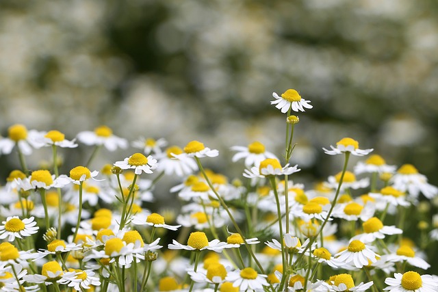 chamomilla flower, blooming, plant, meadow, spring, nature, outdoor