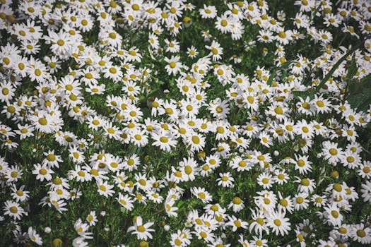 A vibrant field of blooming chamomile flowers in Jendouba, Tunisia.