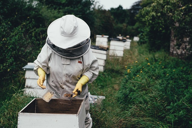 apiary, bee, bee farm, beehive, beeswax, garden, nature, harvest, honey, honeycomb, lid, outdoors, people, protective gear, summer, vegetation, bee keeper, world bee day